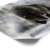 Angry zwarte wolf foto afdruk (Hoek)