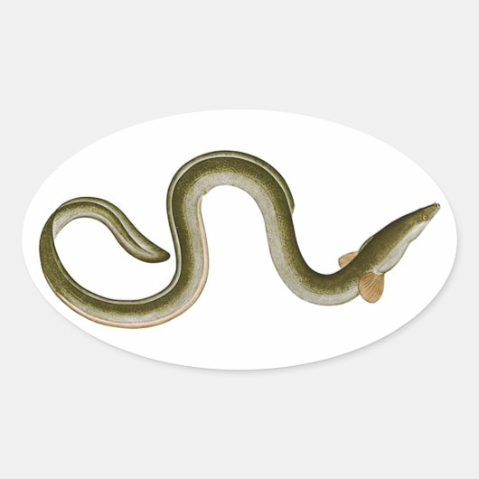 Anguilla anguilla ovale sticker (Voorkant)