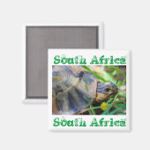 Angulate Tortoise Afrique du Sud Magnet nature (Recto/Verso)