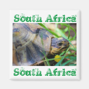 Angulate Tortoise South Africa Natuur Magnet Magneet