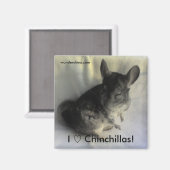Angus Chinchilla Magnet (Recto/Verso)