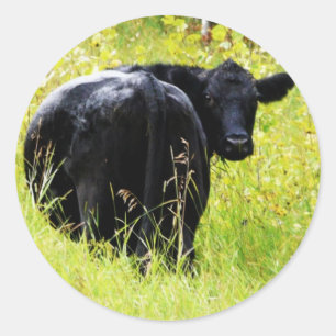Angus Steer in Tall Yellow Grass Ronde Sticker