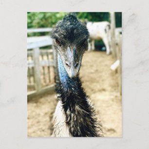 Angy Emu Briefkaart