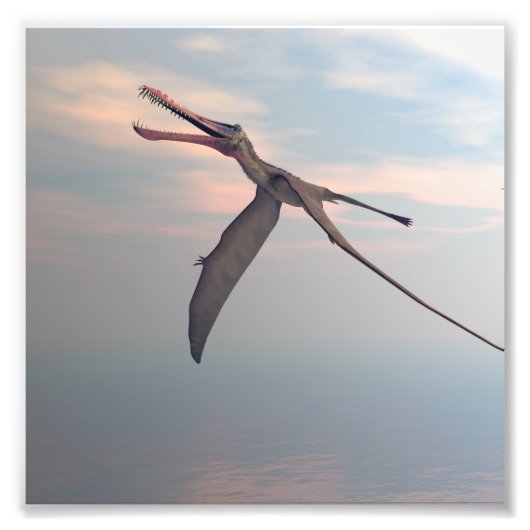 Anhanguera prehistorische vogel foto afdruk (Voorkant)