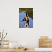 Anhinga bij de Pond Poster (Keuken)