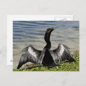 Anhinga Bird Briefkaart (Voorkant / Achterkant)