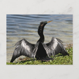Anhinga Bird Briefkaart