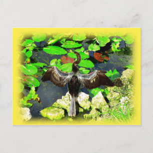Anhinga bird, Everglades National Park, FL Briefkaart