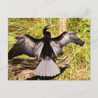 Anhinga Briefkaart
