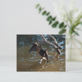 Anhinga Briefkaart (Staand voorkant)