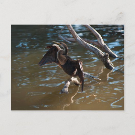 Anhinga Briefkaart (Voorkant)
