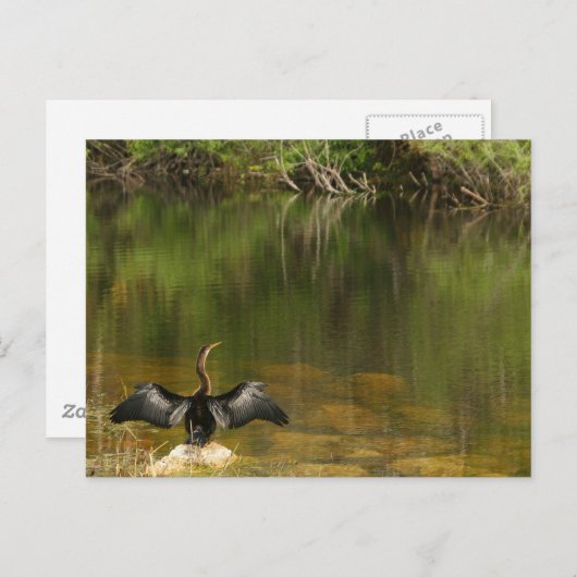 Anhinga dans les Everglades - Carte de visite (Devant / Derrière)