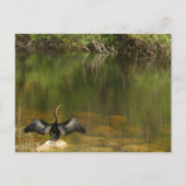 Anhinga dans les Everglades - Carte de visite (Devant)