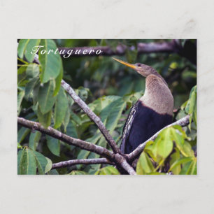 Anhinga in Nationaal Park Tortuguero - Costa Rica Briefkaart