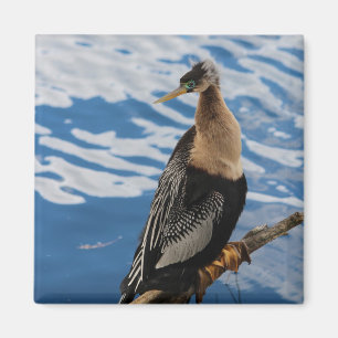 Anhinga Photo Carré Magnet