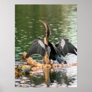Anhinga Sécher Ses Plumes Poster Photo