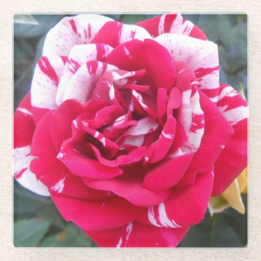 Anicia Glazen Onderzetter (Voorkant)