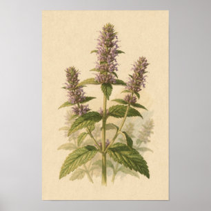 Anijs Hyssop Botanische Studie 12 × 18 Poster