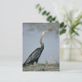 Animal-Anhinga Briefkaart (Staand voorkant)