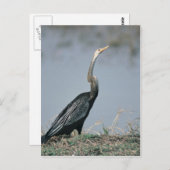 Animal-Anhinga Briefkaart (Voorkant / Achterkant)