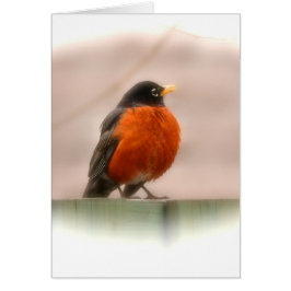 Animal Bird American Robin