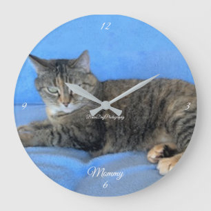 animal chat félin chaud amour bébé grande horloge