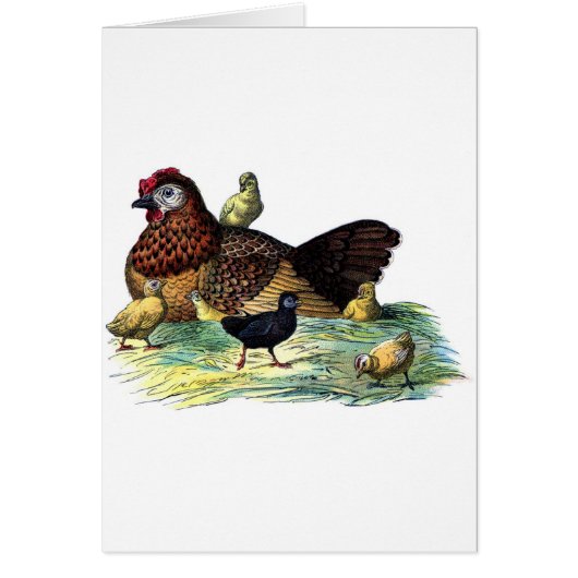 Animal de cru de poulets (Devant)