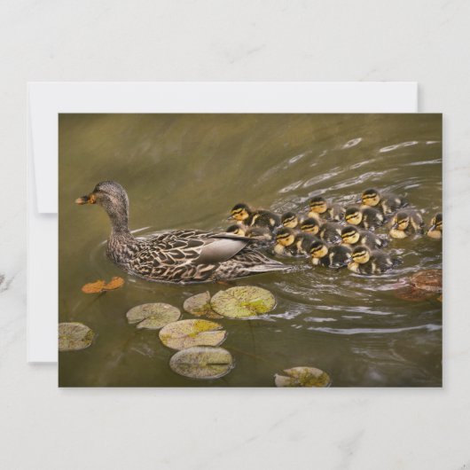 Animal - Ducks - Swim like a duck Kaart (Voorkant)
