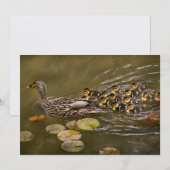 Animal - Ducks - Swim like a duck Kaart (Voorkant / Achterkant)