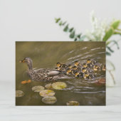 Animal - Ducks - Swim like a duck Kaart (Staand voorkant)