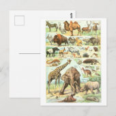  Animal Encyclopedia Illustration Briefkaart (Voorkant / Achterkant)