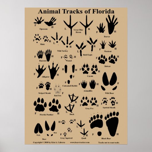 Animal Tracks of Florida Poster (medium) (Voorkant)
