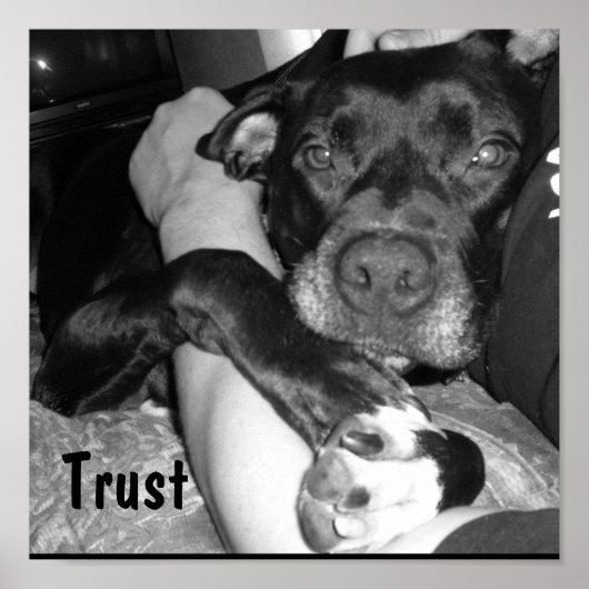 Animal Trust Poster (Voorkant)