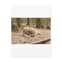 Animal Wolf Peace Love Wild Country Natuur