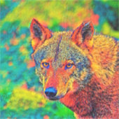 AnimalColor_Wolf_002_by_JAMColors Sticker (Voorkant)