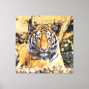 AnimalMix_Tiger_009 Canvas Afdruk