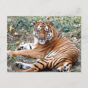 AnimalPostcard Briefkaart