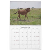 Animals Calander Kalender (Feb 2026)