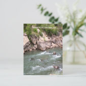 Animas de Rapids Briefkaart (Staand voorkant)