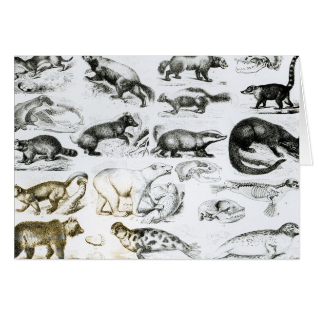 Animaux carnivores (Devant horizontal)
