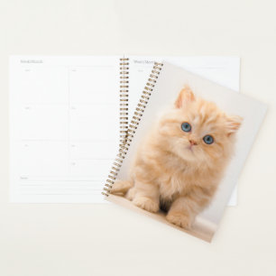 Animaux de bébés cutest   A British Longhair Kitte
