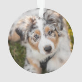 Animaux de bébés cutest | Australian Shepherd Pupp (dos)