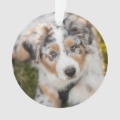 Animaux de bébés cutest | Australian Shepherd Pupp (devant)