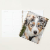 Animaux de bébés cutest | Australian Shepherd Pupp (Devant avec enveloppe)