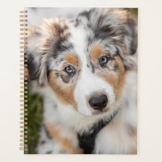Animaux de bébés cutest | Australian Shepherd Pupp (Devant)