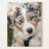 Animaux de bébés cutest | Australian Shepherd Pupp (Dos)