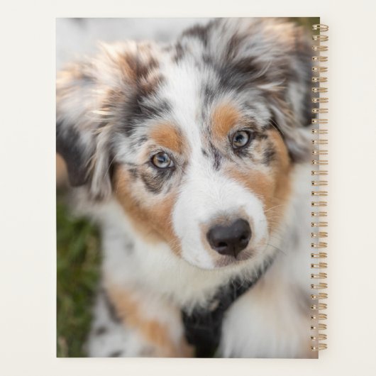 Animaux de bébés cutest | Australian Shepherd Pupp (Dos)