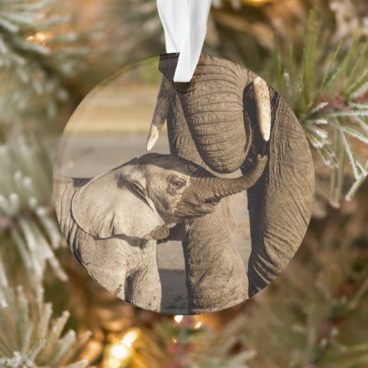 Animaux de bébés cutest | Baby Elephant & Mama (Arbre)