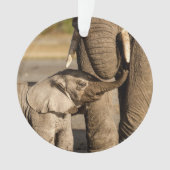 Animaux de bébés cutest | Baby Elephant & Mama (devant)