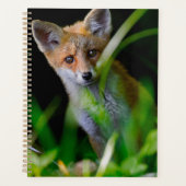 Animaux de bébés cutest | Baby Red Fox (Devant)
